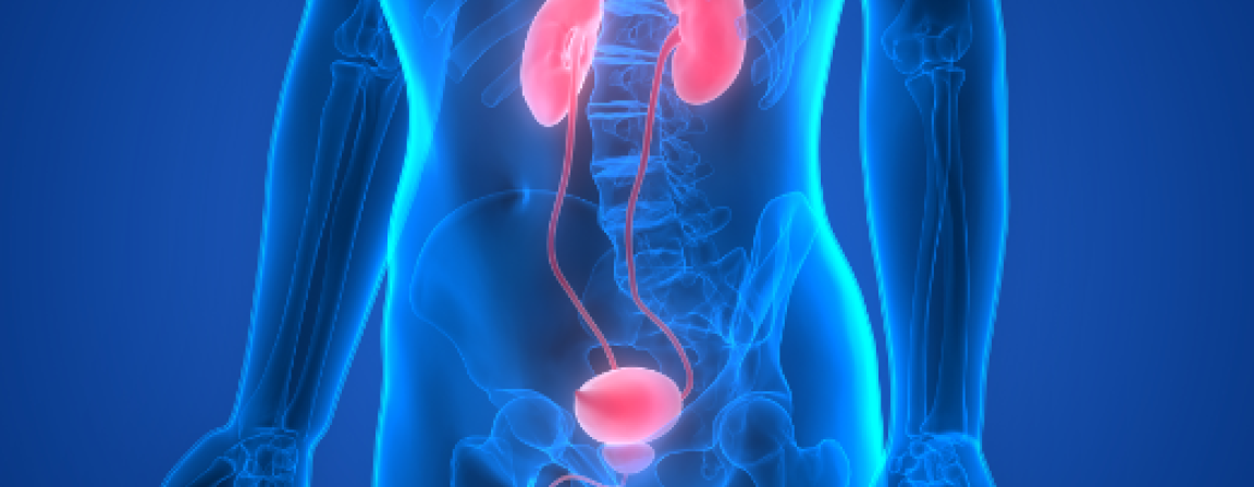 programme formation urologie distingué
