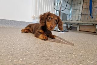 Tika