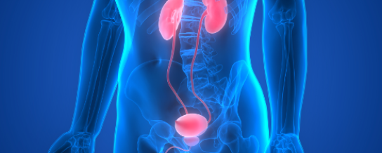 programme formation urologie distingué