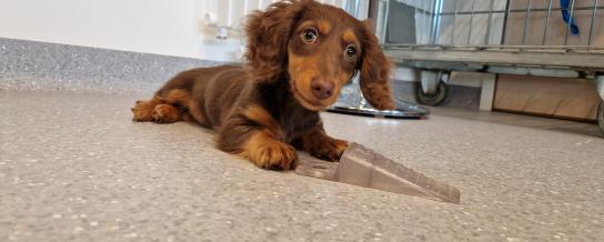 Tika